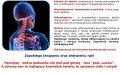 Magnetyczna poduszka ortopedyczna Ort Butterfly.jpg