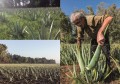 sok z Aloe vera Dr Jacob's uprawa.jpg