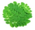 Moringa olejodajna.jpg
