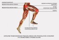 Orteza na zespół pasma biodrowo-piszczelowego OKD-17 -  4SPORT.jpg